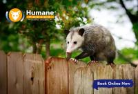 Humane Possum Removal Hope Island image 8
